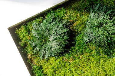 Beyaz arka planda ahşap kare çerçevede sterilize edilmiş İzlanda yosunu.