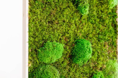 Beyaz arka planda ahşap kare çerçevede sterilize edilmiş İzlanda yosunu.