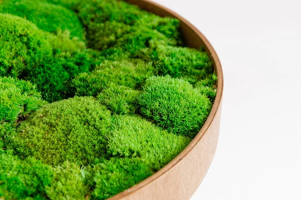 Beyaz arka planda yuvarlak ahşap desenli İzlanda yosunu sterilize edildi.