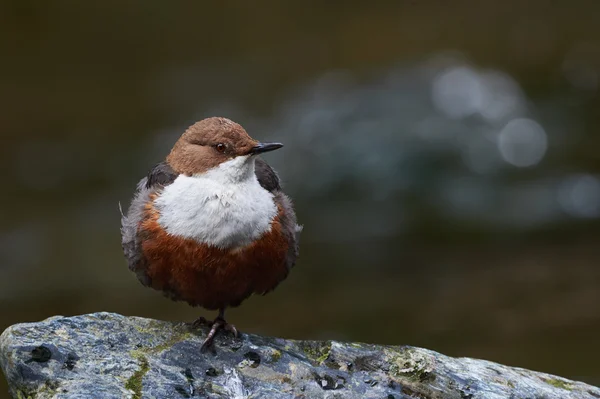 European dipper — Stock Photo, Image