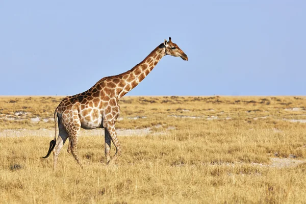 Giraffa a piedi — Foto Stock
