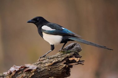 Avrasya saksağanı (