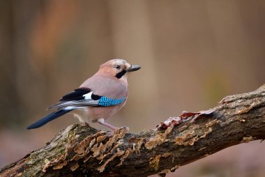 Avrasya alakarga kuşu (