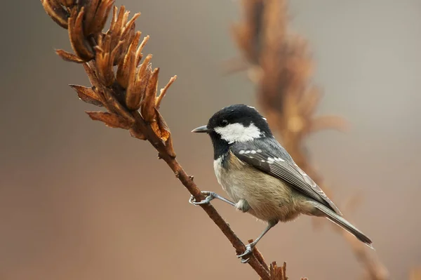 Beautiful Coal Tit Periparus Ater Resting Withered Branch — Stock Fotó