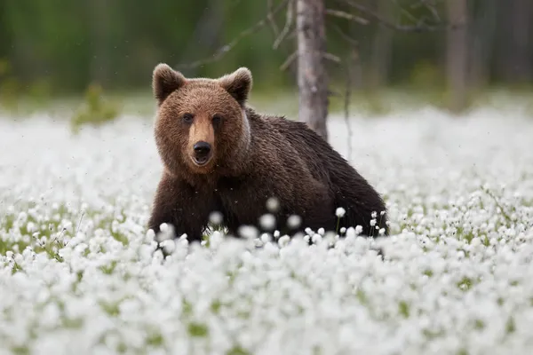 Urso Pardo Jovem Ursus Arctos Fotografado Taiga Finlandesa Enquanto Caminha — Fotografia de Stock