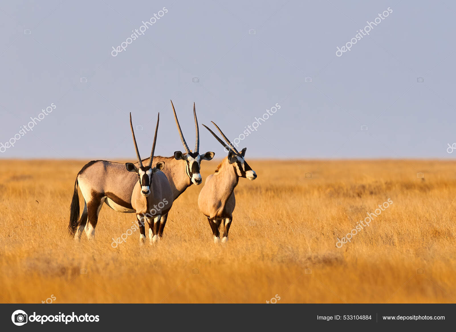 Sydlige Oryxes Oryx Gazella Stor Gazelle Med Lange Horn Bor — Stockfoto ©  LuaAr #533104884, image size:1600x1166