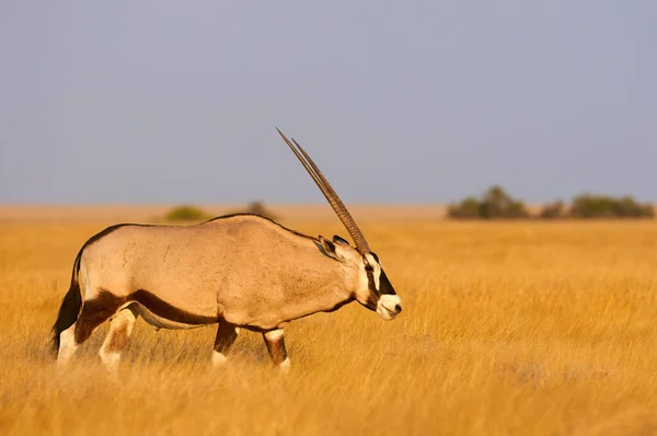 双头羚羊 Gemsbok Gemsbuck South African Oryx 是一种生活在南非和纳米比亚的大型羚羊 — 图库照片