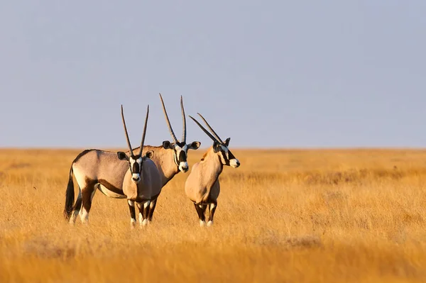 Южные Ориксы Oryx Gazella Крупные Гаишники Длинными Рогами Живущие Юге — стоковое фото