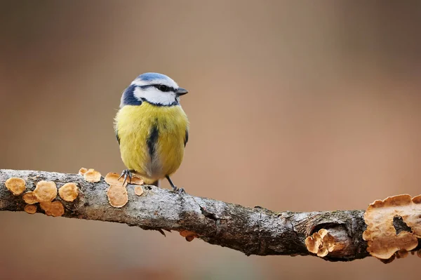 Linda Colorida Titeurasian Azul Tit Cyanistes Caeruleus Empoleirado Pequeno Ramo — Fotografia de Stock