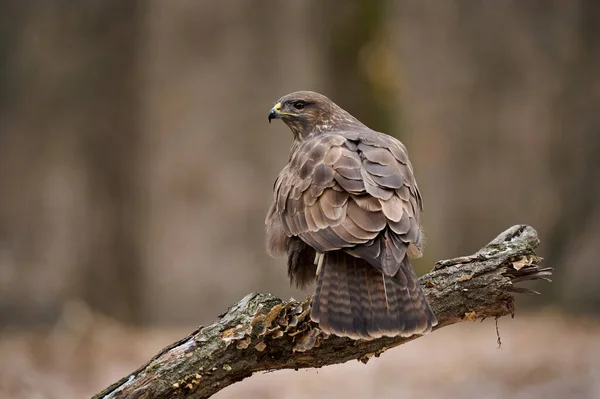 常见的秃鹰 Buteo Buteo 一种羽毛种类繁多的猛禽 — 图库照片