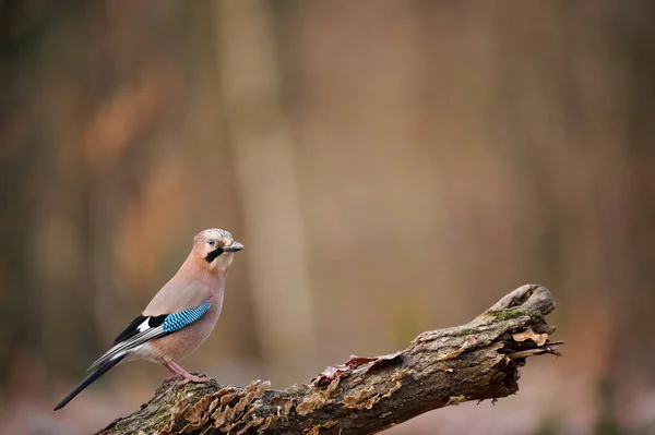 Garrulus Glandarius 是科鸟类中的一种 — 图库照片