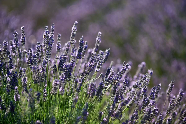 Flori Lavandă Fotografiate Împotriva Luminii Într Câmp Din Provence — Fotografie, imagine de stoc