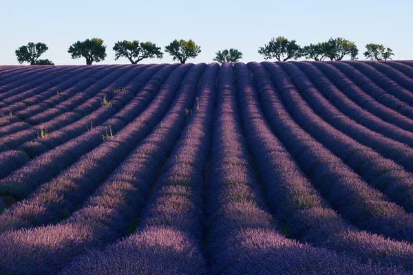 Schön Blühendes Lavendelfeld Mit Bäumen Hintergrund — Stockfoto