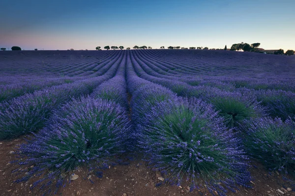 Schönes Lavendelfeld Das Unmittelbar Nach Sonnenuntergang Frankreich Fotografiert Wurde Absichtlich — Stockfoto