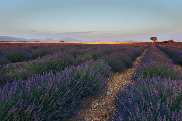 Hermoso Campo Lavanda Con Flores Con Árboles Fondo — Foto de Stock