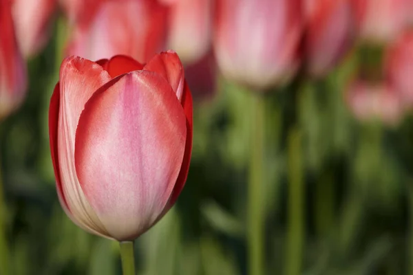 美丽的红色郁金香在春天盛开 郁金香是春天的象征 — 图库照片