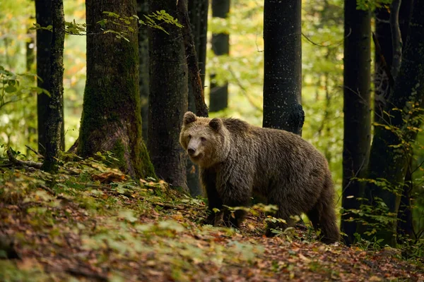 Urso Castanho Está Procura Comida Numa Floresta Europeia Imagem Tirada — Fotografia de Stock