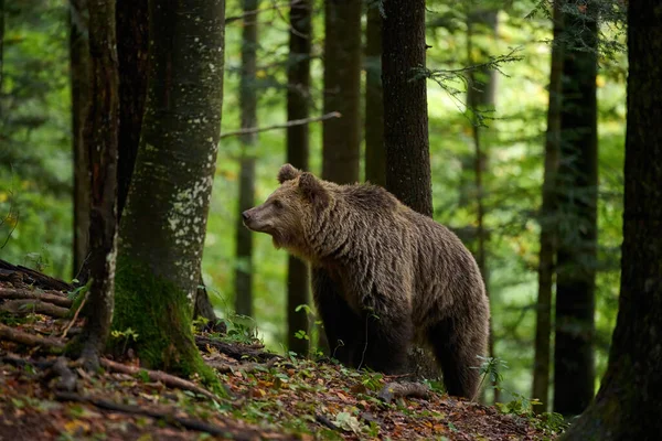 Medvěd Hnědý Hledá Potravu Evropském Lese Obrázek Pořízený Podzim — Stock fotografie