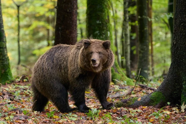 Brown Bear Looking Food European Forest Image Taken Autumn — Stock Photo, Image