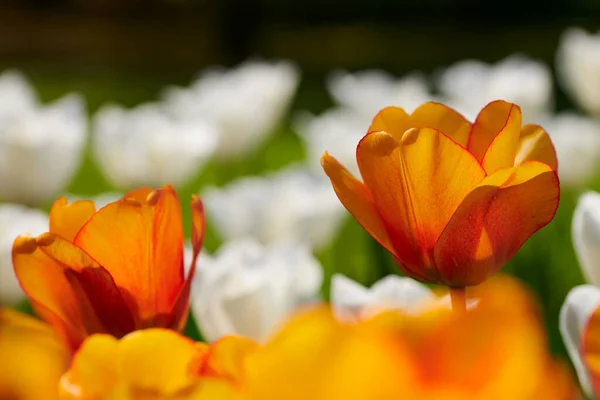 橘红色和白色郁金香花 春天的象征 — 图库照片