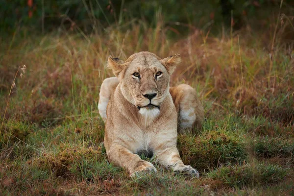 Beautiful Lioness Lying Grass Illuminated Wonderful Light Dawn — Stok fotoğraf