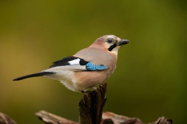 Avrasya alakarga kuşu (