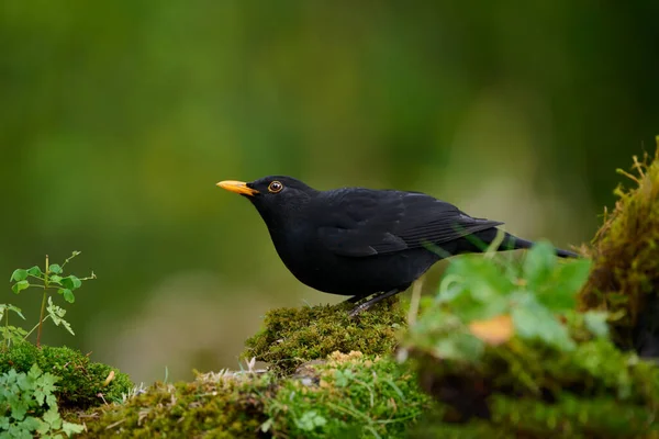 Male Common Blackbird Resting Rock — Stock Photo, Image