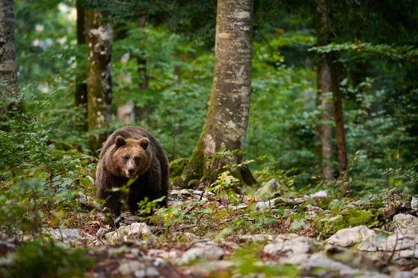 Barnamedve Élelmet Keres Egy Európai Erdőben Ősszel Készült Kép — Stock Fotó