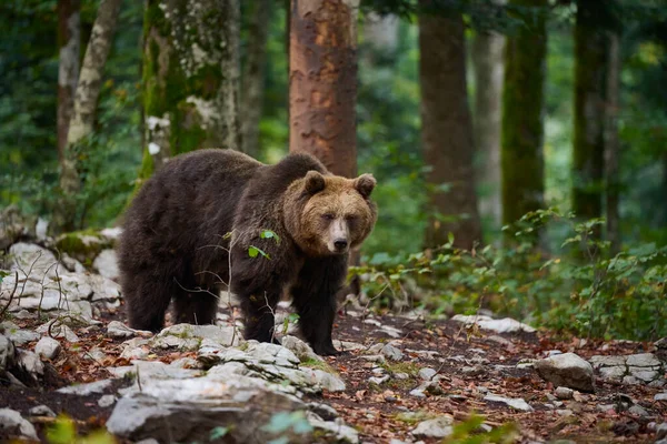 Бурый Медведь Ищет Еду Европейском Лесу Изображение Сделано Осенью — стоковое фото