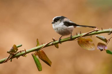 The long-tailed tit (Aegithalos caudatus) is a small passerine bird quite common in Europe.