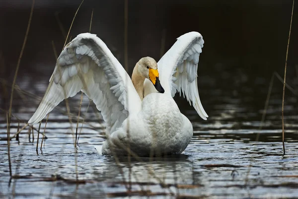 美しいフィンランドの湖の新鮮な水で泳ぐ白鳥 — ストック写真