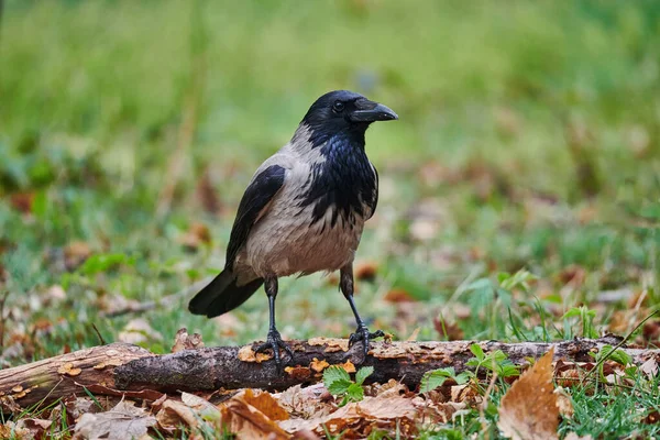Hooded Crow Corvus Cornix Perched Birch Branch — Stock Photo, Image