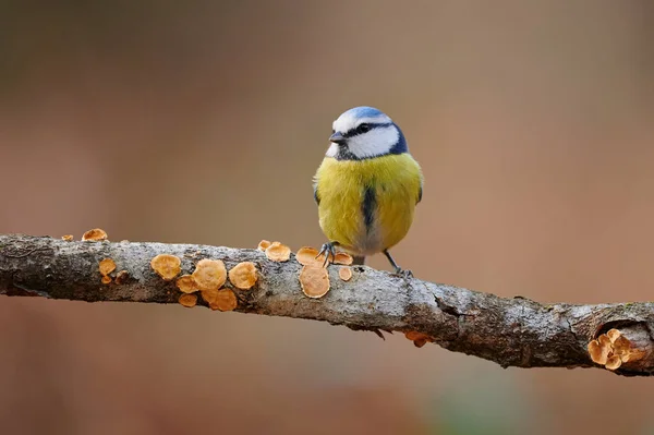 Beautiful Colorful Blue Titeurasian Blue Tit Cyanistes Caeruleus Perched Small — Stockfoto