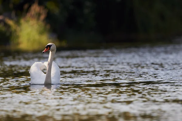 Cisne Blanco Cygnus Olor Nadando Agua Azul Lago Fresco —  Fotos de Stock