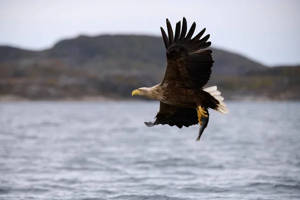 Aigle Mer Queue Blanche Vol Avec Prey Scientific Nom Haliaeetus — Photo