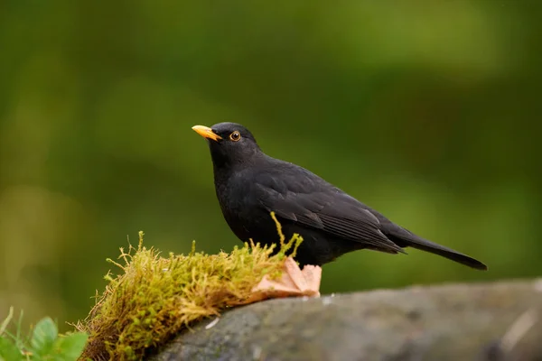 Männliche Amsel Ruht Auf Einem Felsen — Stockfoto