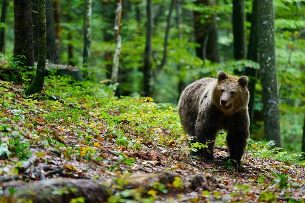 Braunbär Sucht Nahrung Einem Europäischen Wald Bild Aus Dem Herbst — Stockfoto