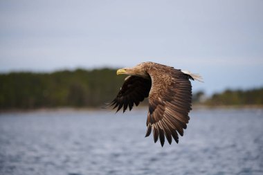 White-tailed sea eagle in flight,  scientific name: Haliaeetus albicilla,  is a very large eagle, it is a member of the family Accipitridae and  is also called white-tailed sea-eagle, ern, erne, gray sea eagle and eurasian sea eagle.