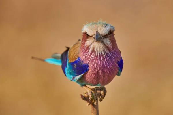 Den Syrenbrynta Kajen Coracias Caudatus Vackraste Och Färgrikaste Afrikanska Fåglarna — Stockfoto