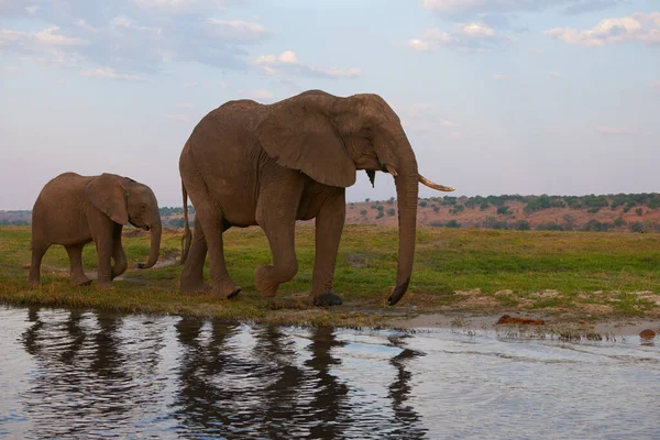 Dos Elefantes Una Hembra Adulta Bebé Caminan Por Orilla Del —  Fotos de Stock