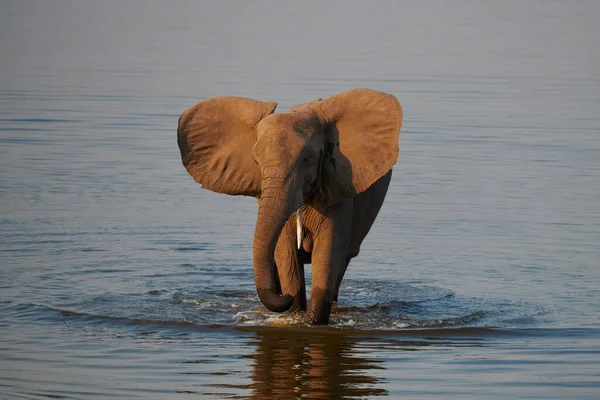Elefante Loxodonta Africana Cruza Río Chobe Botsuana —  Fotos de Stock