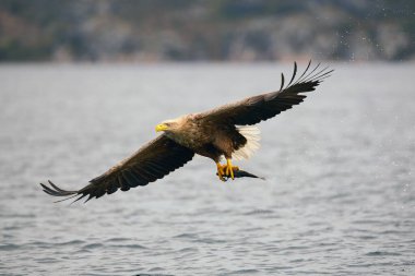 Haliaeetus albicilla, Ak Kuyruklu Deniz Kartalı (