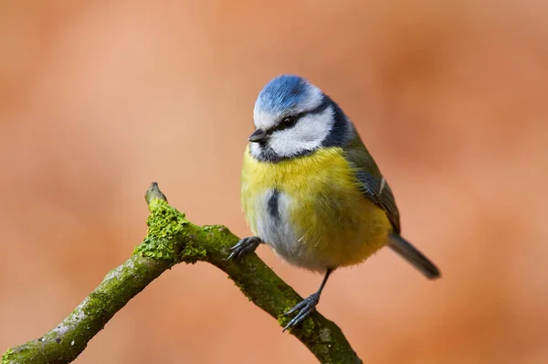 Hermosa Colorida Teta Azul Encaramada Una Pequeña Rama —  Fotos de Stock