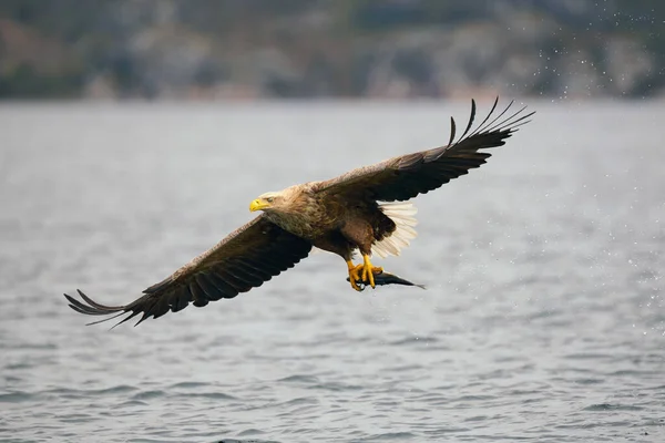 Aigle Mer Queue Blanche Vol Avec Prey Scientific Nom Haliaeetus — Photo