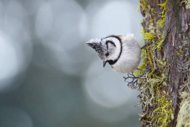 Ağaca tünemiş güzel tepeli baştankara (Lophophanes cristatus).