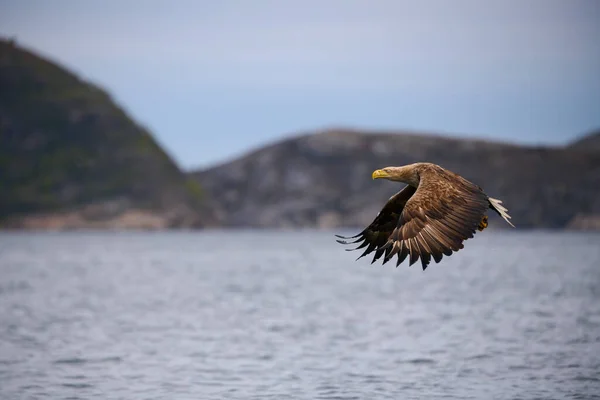 White Tailed Sea Eagle Flight Scientific Name Haliaeetus Albicilla Very — Φωτογραφία Αρχείου