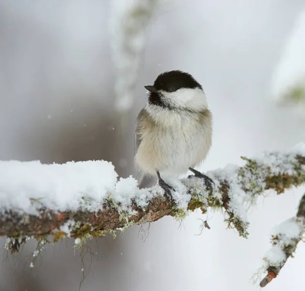 寒い冬に豪雪下コガラ — ストック写真