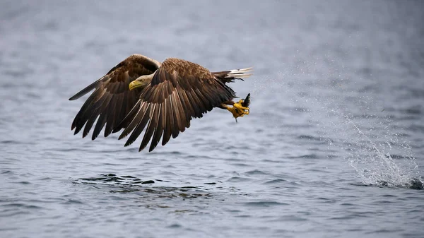 White Tailed Sea Eagle Flight Prey Scientific Name Haliaeetus Albicilla — Stock Photo, Image