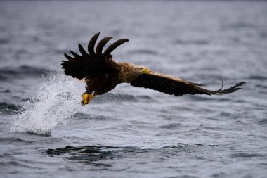 Haliaeetus albicilla, Ak Kuyruklu Deniz Kartalı (
