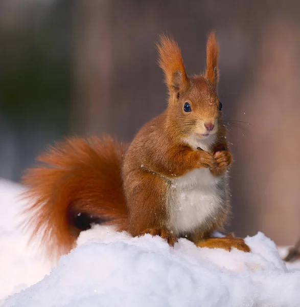 Rotes Eichhörnchen Sciurus Vulgaris Sitzt Schnee Den Bergen — Stockfoto